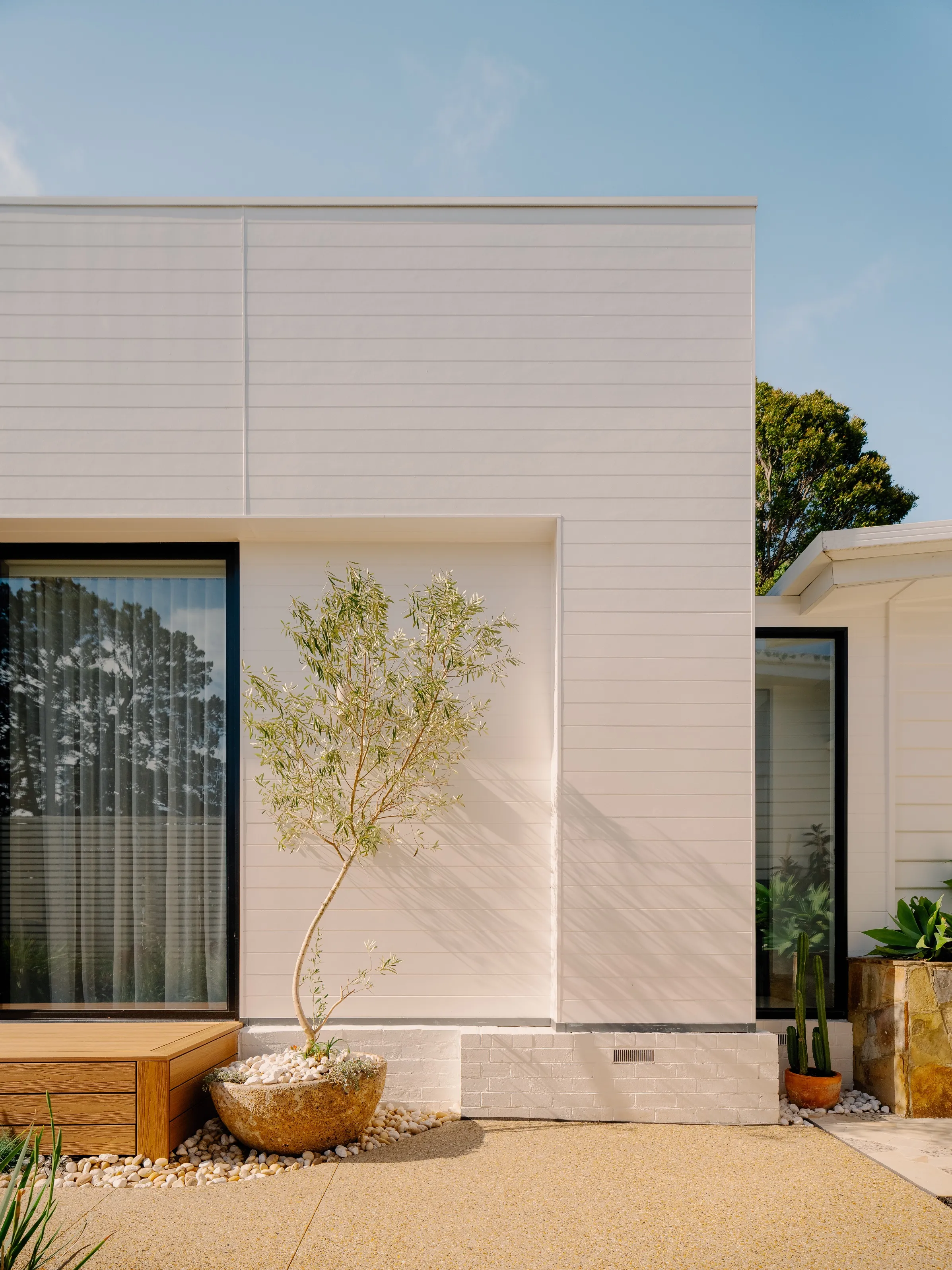 Sunlit courtyard of the Mount Eliza home with white cladding and an olive tree in a round planter.