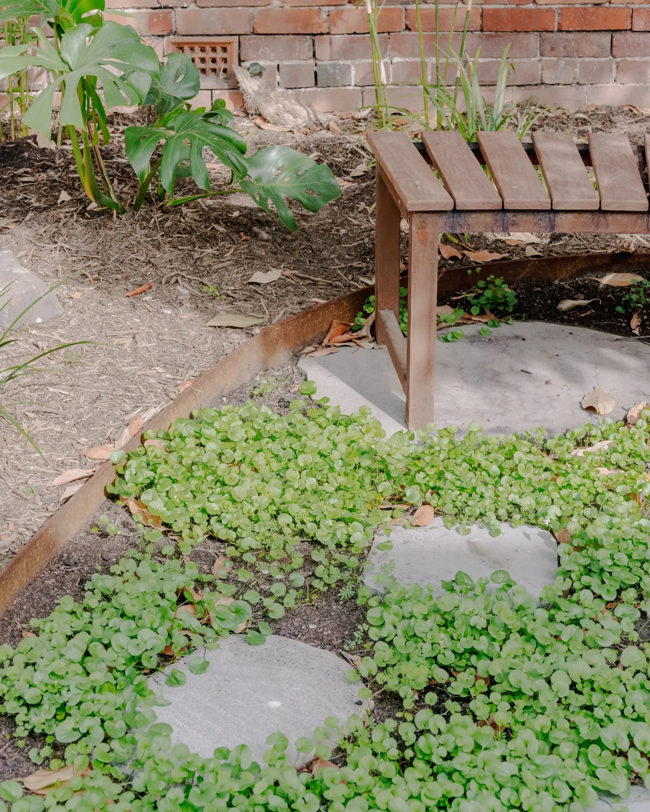 Garden detail with timber bench, paved stepping-stones, lush dichondra ground cover, and a tropical plant in the garden bed.